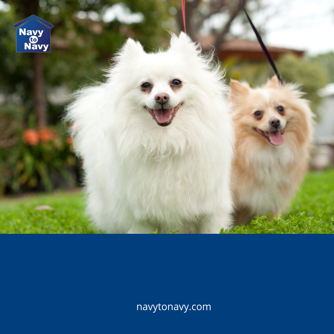 Small Dogs Only? 8 Provisions You Want In Your Rental Agreement When Considering Small Dogs